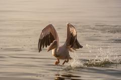 Pelecanus onocrotalus