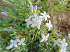Houstonia rubra