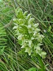 Dactylorhiza incarnata ochroleuca