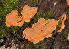 Gloeoporellus merulinus