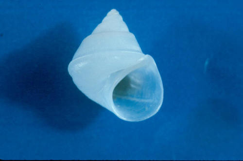 Cuatro Cienegas Pyrg