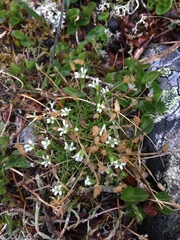 Cherleria biflora