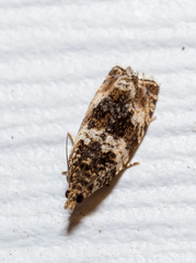 Olethreutes fasciatana