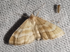 Idaea circuitaria