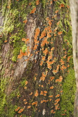 Gloeoporellus merulinus