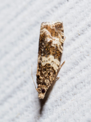 Olethreutes fasciatana