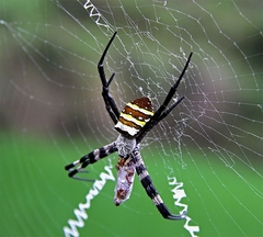 Argiope amoena