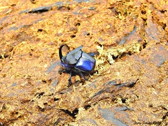 Phanaeus quadridens