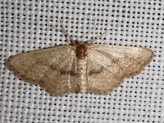 Idaea belemiata