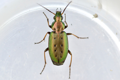 Agonum octopunctatum