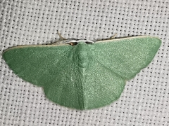 Xenochlorodes olympiaria