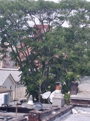 Ailanthus altissima