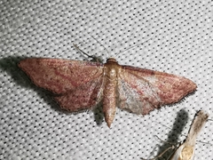 Idaea infirmaria