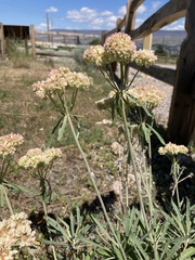 Eriogonum heracleoides leucophaeum
