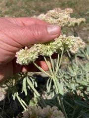 Eriogonum heracleoides leucophaeum