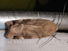 Noctua fimbriata