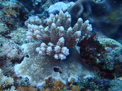 Acropora abrotanoides