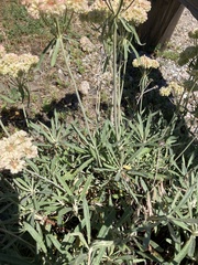 Eriogonum heracleoides leucophaeum