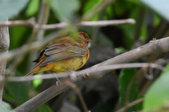 Mitrephanes phaeocercus aurantiiventris