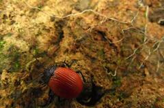 Elytrosphaera xanthopyga