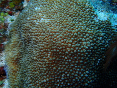 Hydnophora microconos