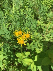 Senecio triangularis