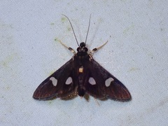 Nosophora