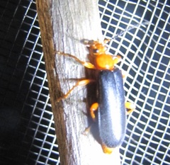 Neopyrochroa flabellata