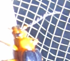 Neopyrochroa flabellata