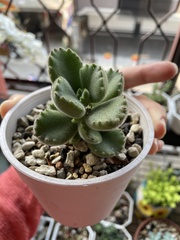 Cotyledon tomentosa