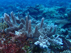 Acropora abrotanoides
