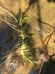 Sagittaria secundifolia