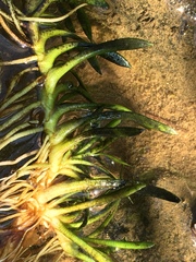 Sagittaria secundifolia