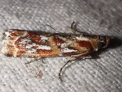 Acrobasis porphyrella