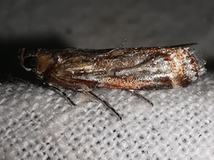 Acrobasis porphyrella