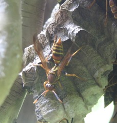 Polistes bahamensis