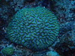 Oulophyllia crispa