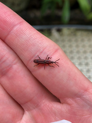 Trachelizus