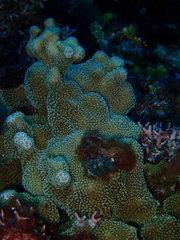 Porites deformis