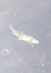 Pantosteus santaanae