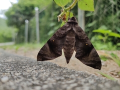 Acosmeryx pseudonaga