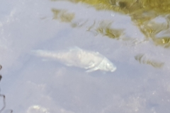 Pantosteus santaanae