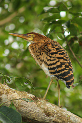 Tigrisoma