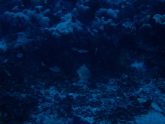 Pomachromis guamensis