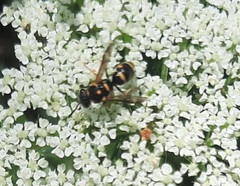 Parancistrocerus fulvipes