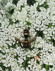 Parancistrocerus fulvipes