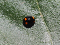 Brachiacantha quadripunctata