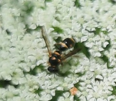 Parancistrocerus fulvipes
