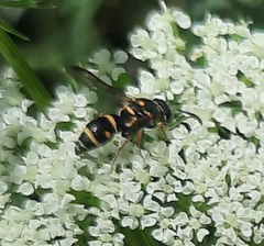 Parancistrocerus fulvipes