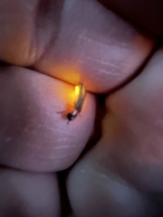 Photinus scintillans